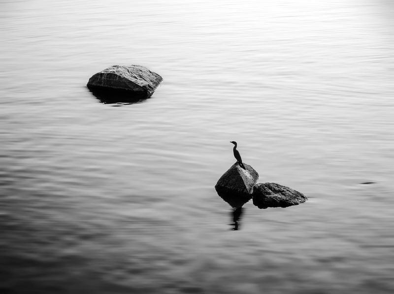 Harmony of Birds