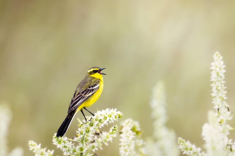 Nature's Whispers
