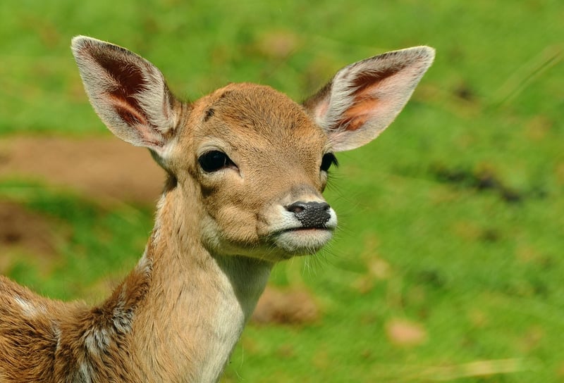 Deer in the forest