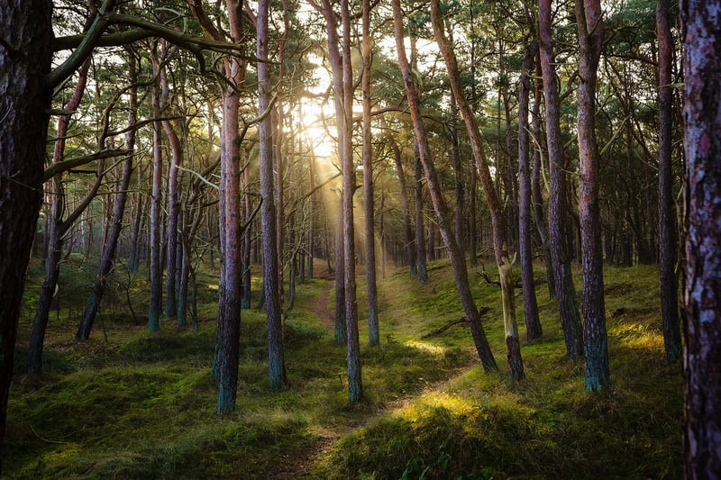 Hidden Forest Routes