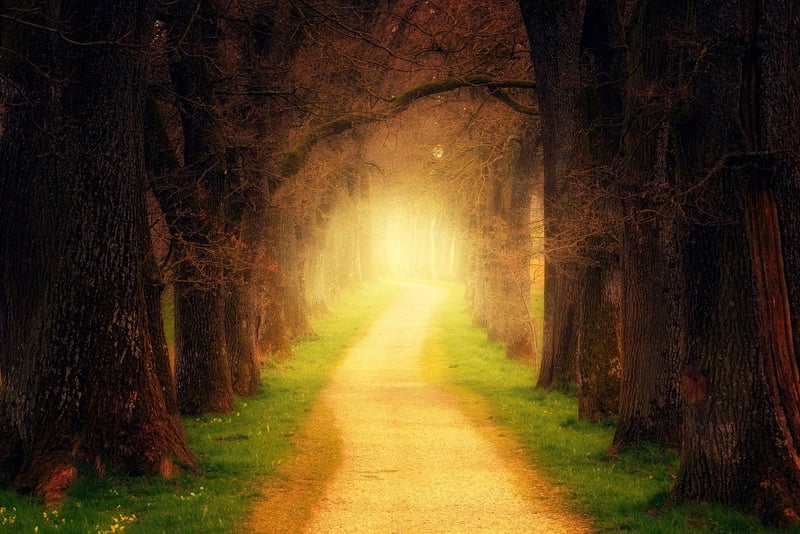 Forest Magic