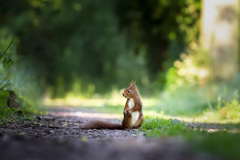 Squirrel in the forest